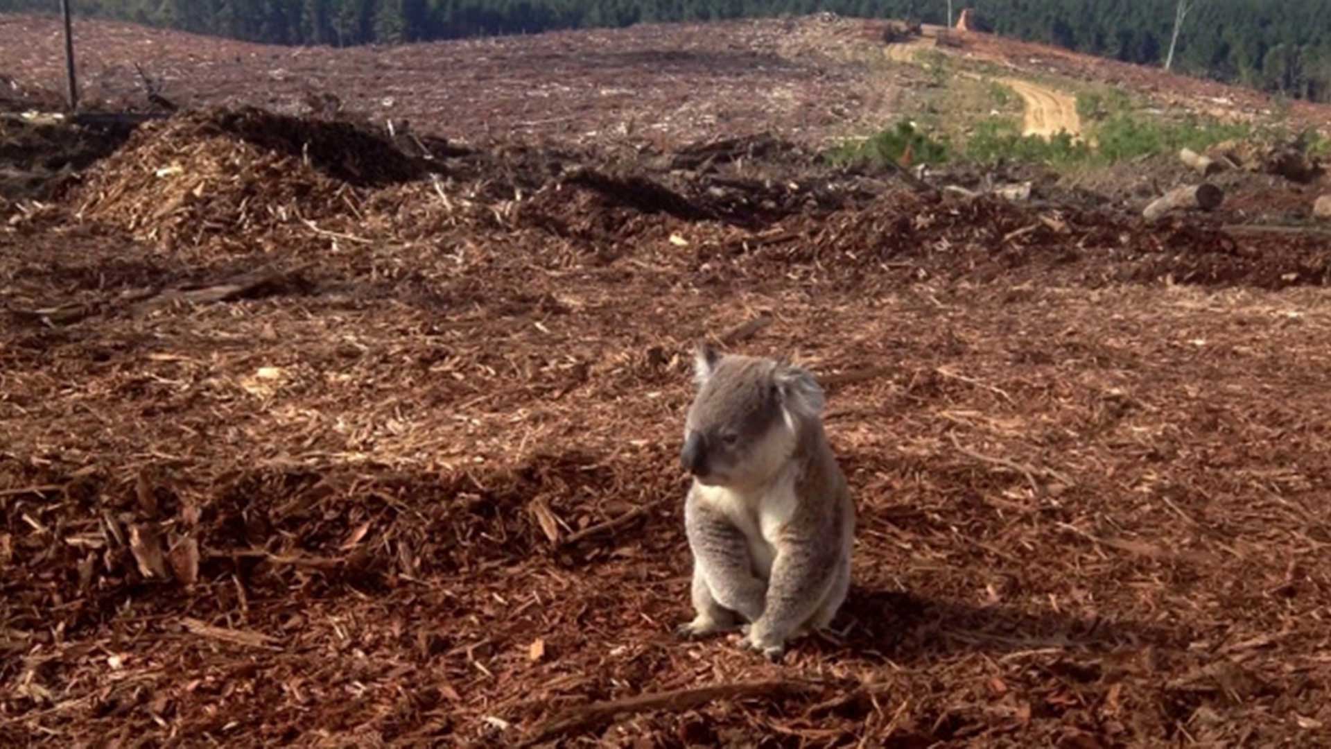 pr-s-de-90-des-animaux-terrestres-pourraient-perdre-leur-habitat-d-ici